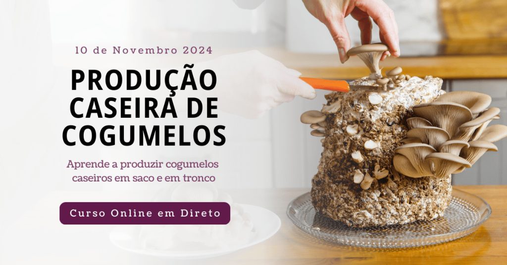 curso online de Produção Caseira de Cogumelos